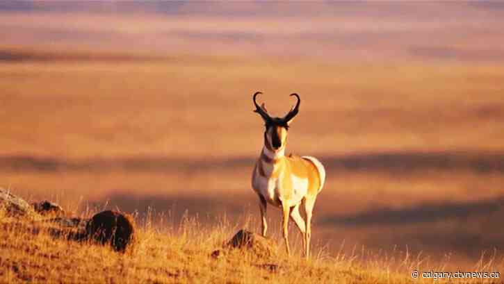 Alberta conservationists say solar project threatens pronghorn antelope habitat