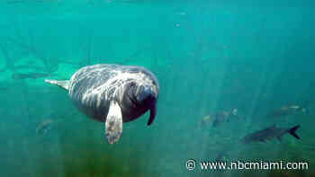 Why manatees are so crucial to Florida's economy and environment