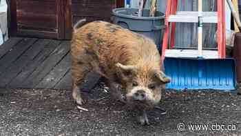 Hungry, friendly pig rescued from the side of Highway 97 in the interior of B.C.