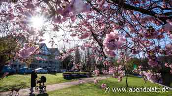 Rosa Kirschblüten-Pracht: Das sind fünf beliebte Foto-Spots
