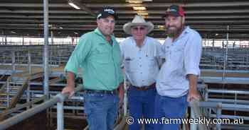 Yearling steers make $1255 at Muchea
