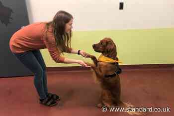 Scientists train dogs to sniff out stress in human breath