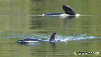 Orca calf rescue team considers changing tactics to save stranded B.C. whale: DFO