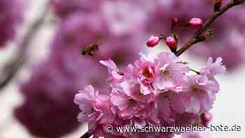 Honig aus eigenem Garten: Vom bienenfreundlichen Garten bis zum Imkern