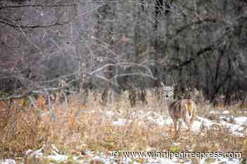 Lemay Forest saga continues