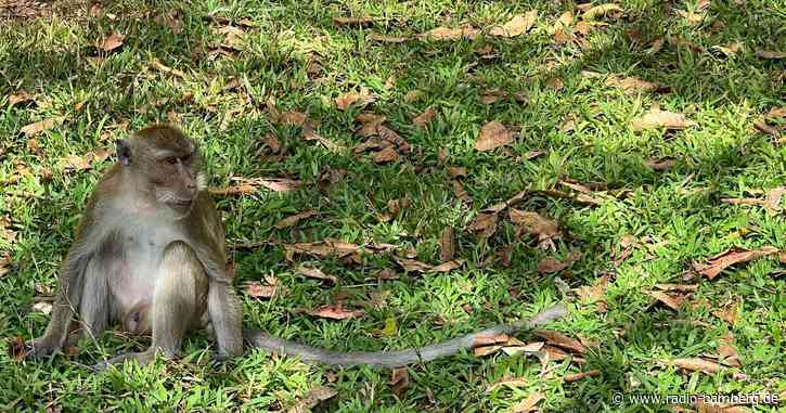 Polizeieinheit gegen aggressive Affen in Thailand