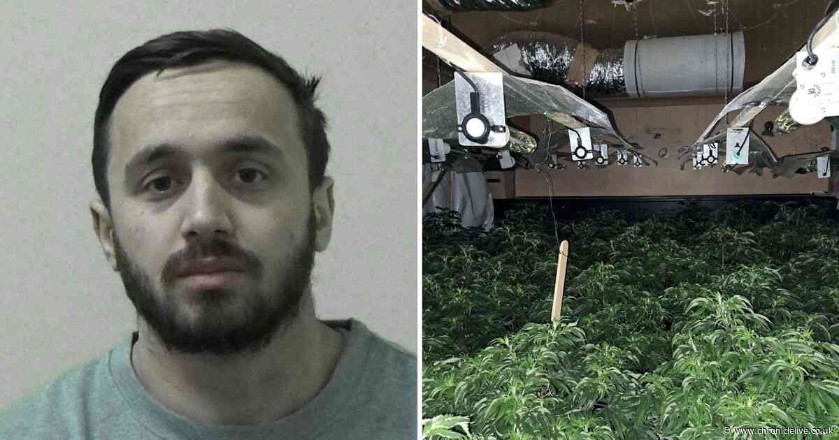 Judge tells Albanian cannabis farmer to tell compatriots coming to UK illegally leads to exploitation
