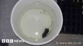 Bakery fined over 'severe' mouse infestation