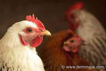 Global poultry market conditions improve amid geopolitical tensions