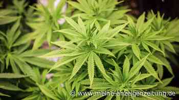 Probleme bei der Cannabis-Kontrolle: Nachweis-Regelung verwirrt