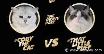 Celebrity Cats Compete in Sheba’s March Madness-Style Tournament
