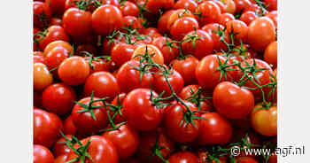 Sinds 2017 exporteert Marokko meer tomaten dan Almería