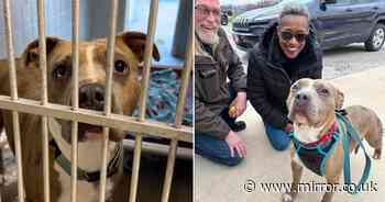 Lonely dog feared 'unadoptable' finds forever home after 852 days in shelter