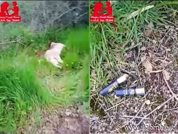Uccisa a fucilate, la cagnolina mascotte del centro commerciale, orrore in Sardegna
