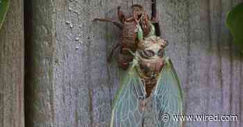 The Earth Will Feast on Dead Cicadas
