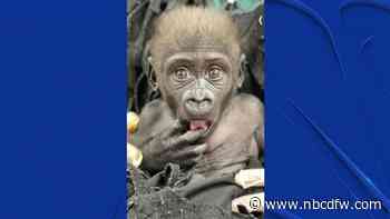 Fort Worth's beloved baby gorilla Jameela arrives at Cleveland Zoo