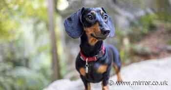 Sausage dogs ban: Dachshunds could be prevented from breeding in Germany