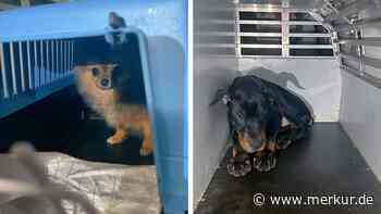 Sie waren allesamt im Kofferraum: Mann verkauft Hundewelpen in Münchner Wohngebiet