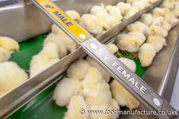 Brits demand end to male chick culling during egg production