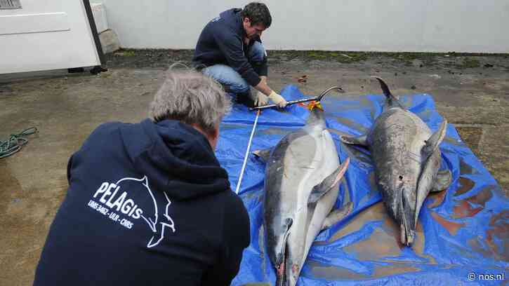 Visverbod helpt tegen massale dolfijnensterfte in Golf van Biskaje