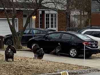 Road rage or fowl intentions? Turkey goes wild on car in Dollard-des-Ormeaux
