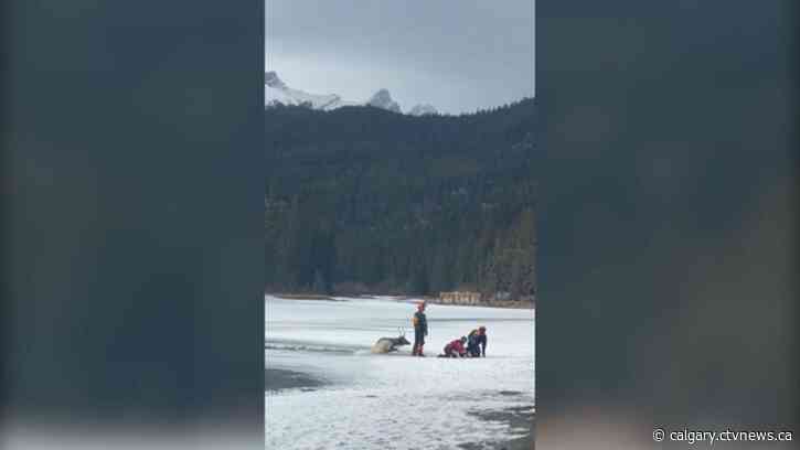 Parks Canada helps rescue elk from the Bow River in Banff