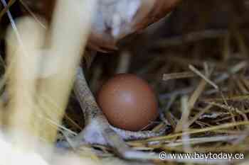 Norwegians facing a shortage as Easter nears are hoarding eggs from neighboring Sweden