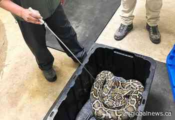 9-foot Burmese python seized from Chilliwack, B.C. home