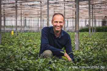 Eerste theeplantage van ons land staat in Loenhout (en er wordt ook wijn verbouwd en amaryllis geteeld)
