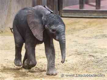Zoo holding elephant baby bash