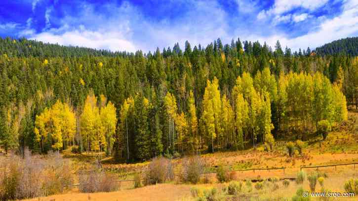 New Mexico forests show some improvements, a new report reveals