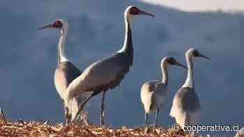 Cientos de aves raras llegan a humedal en Jilin de China