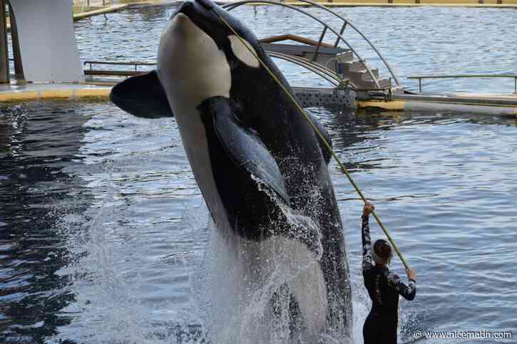 "Maintenant, ça suffit": les associations sous le choc après le décès de l’orque Inouk à Marineland