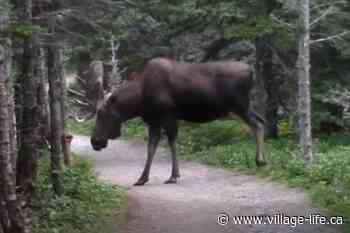 Hikers on Canadian forest trail surprised by giant moose (VIDEO)