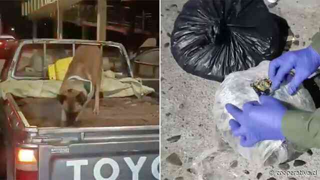 Perrito policial encontró droga enterrada en camioneta