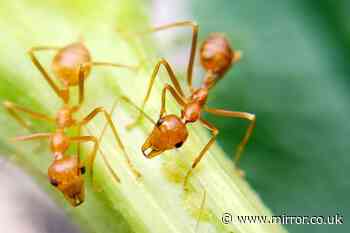 Keep ants from crawling into plants by sprinkling common spice along trails
