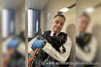 Staffie cross puppy given forever home by Met police officer