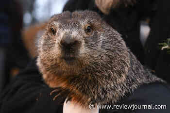 Punxsutawney Phil and his wife welcome baby groundhogs