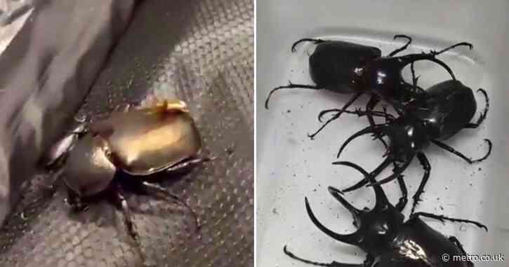 Woman caught trying to smuggle 439 ‘alien’ beetles through airport