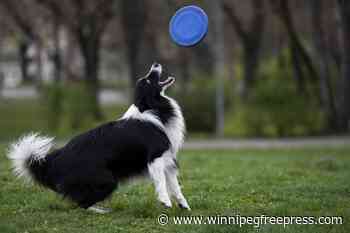 Does your dog understand when you say ‘fetch the ball’? A new study in Hungary says yes