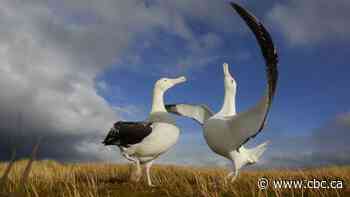 A million mice are eating seabirds alive on a remote island. Conservationists have a plan