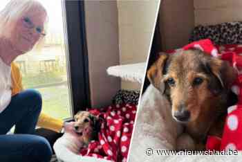 Vermist bejaard hondje na tien dagen dolen terecht: “Ze overleefde op gras en bladeren”