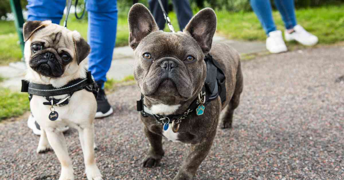 Expert reveals the one way you should never greet a dog