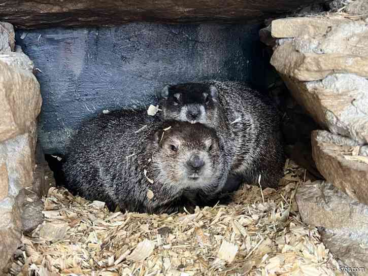 Surprise! Punxsutawney Phil is a new dad after wife Phyliss has 2 baby groundhogs