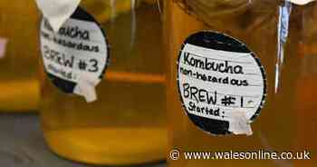 Kombucha tea can help you lose weight without 'trying' study finds