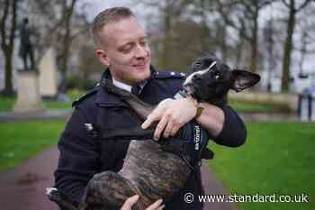 Puppy gets new home with Met police officer who rescued her from squalid flat