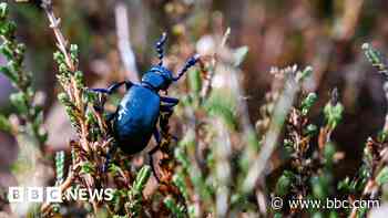 Rare beetle sightings soar at conservation site