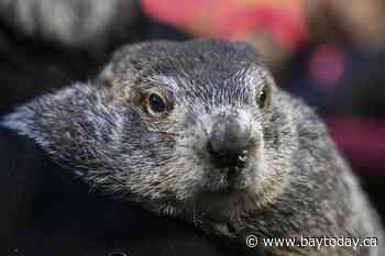 Punxsutawney Phil, the spring-predicting groundhog, and wife Phyllis are parents of 2 babies