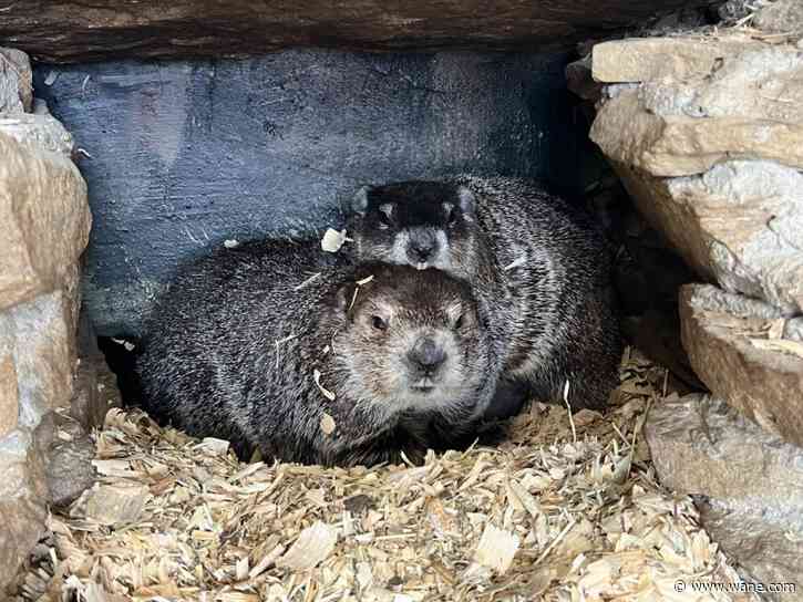 Surprise! Punxsutawney Phil is a new dad after wife Phyliss has 2 baby groundhogs