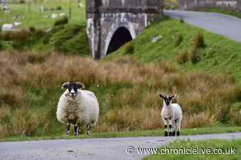 Dog owners warned about dangers pets pose as Northumberland farmers prepare for lambing season